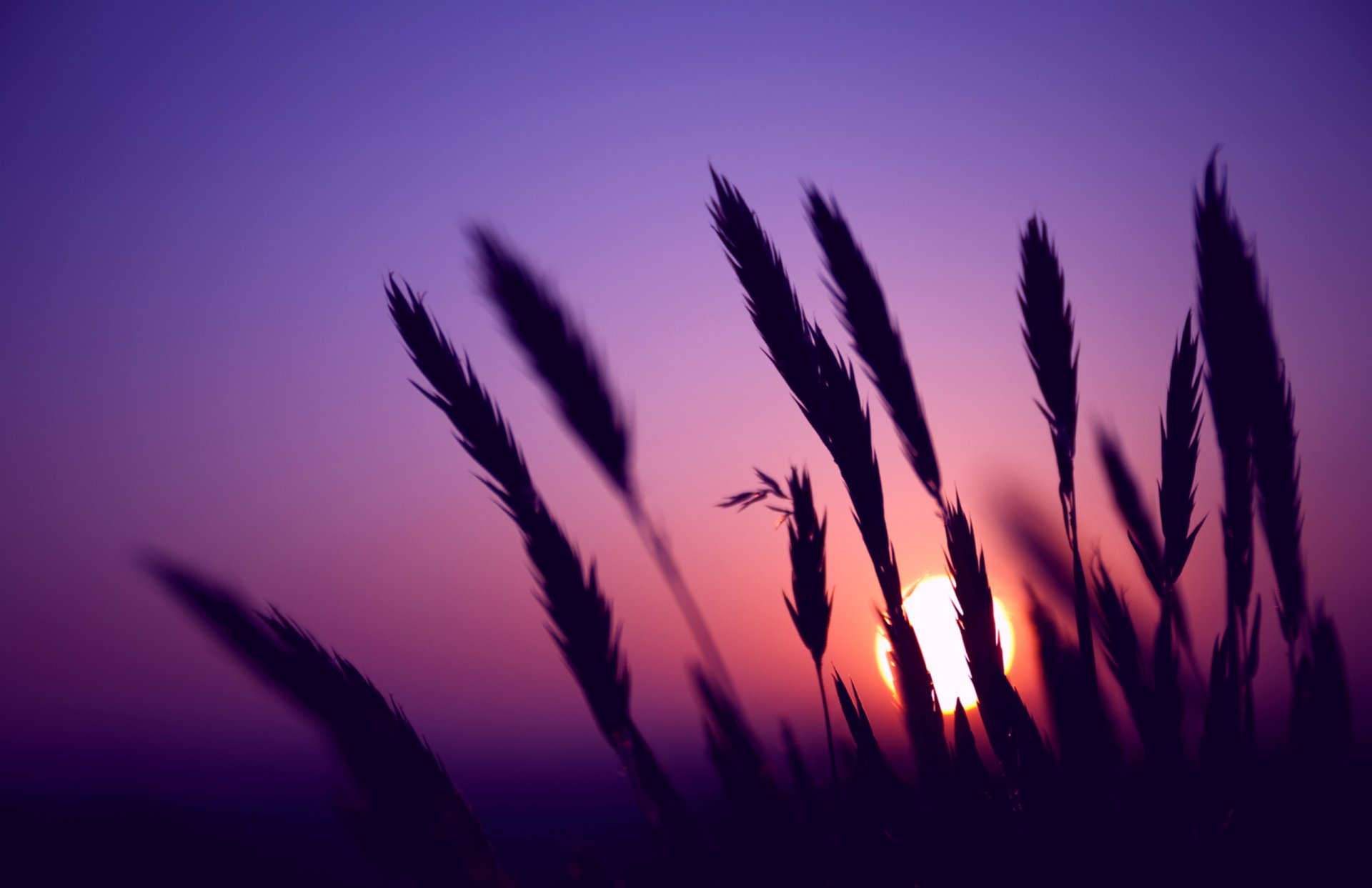 abend ohren ährchen feld sonne sonnenuntergang flieder himmel makro unschärfe