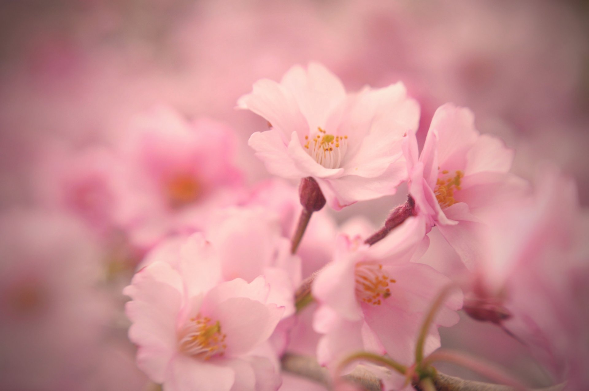 sakura kwiaty różowe kwitnienie wiosna delikatność makro