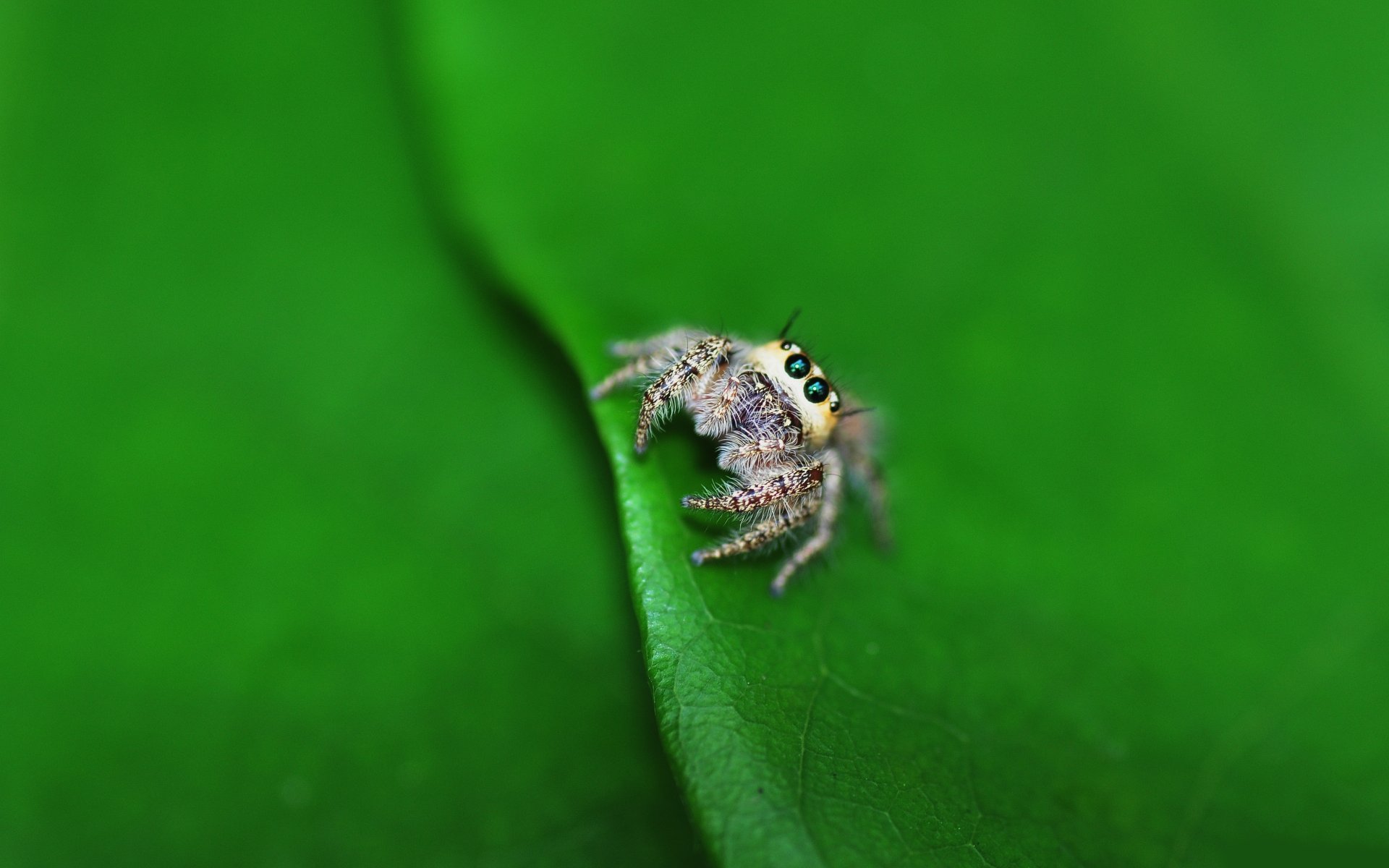 foglia ragno lil spider macro