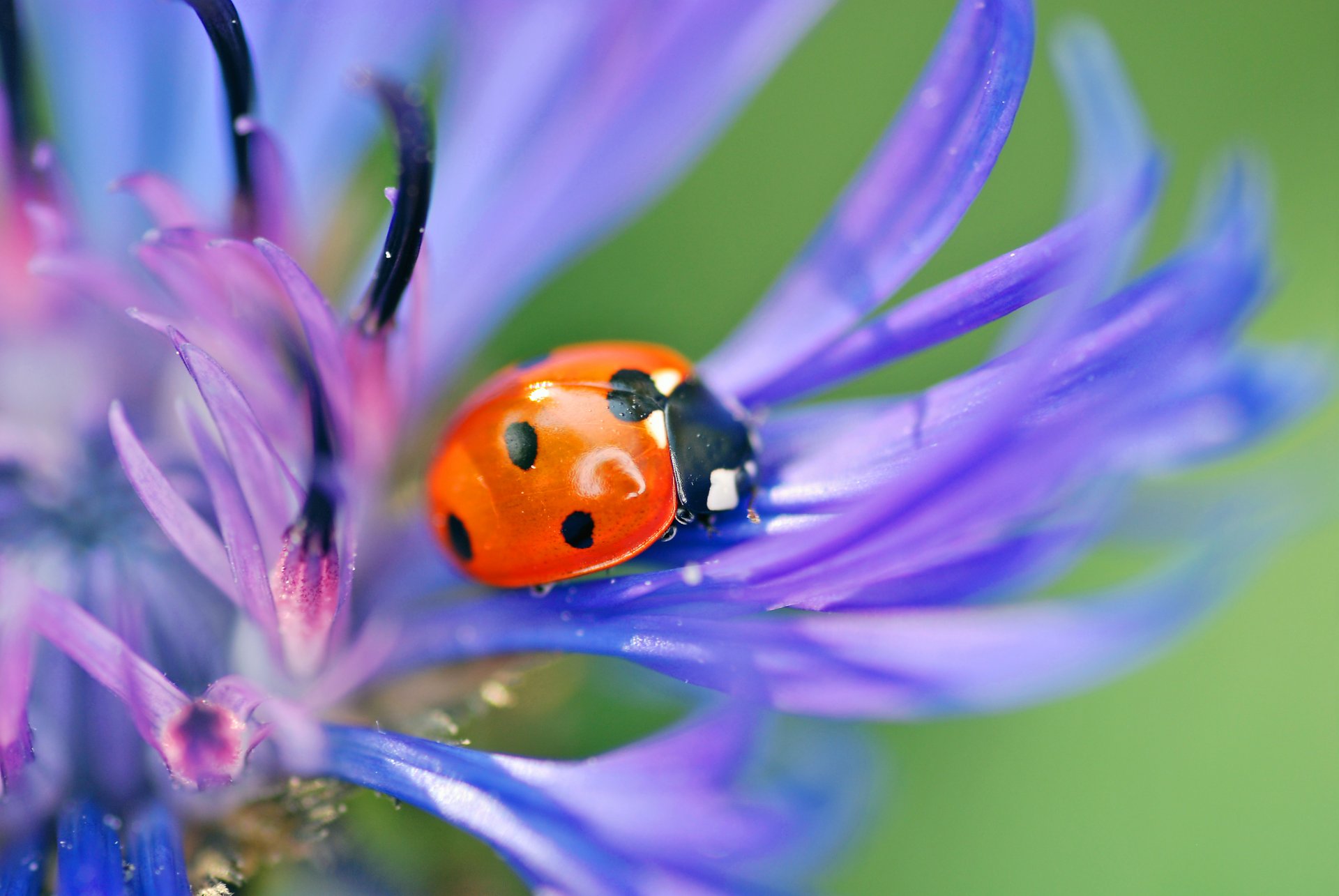 coccinelle coléoptère insecte fleur bleu pétales nature gros plan