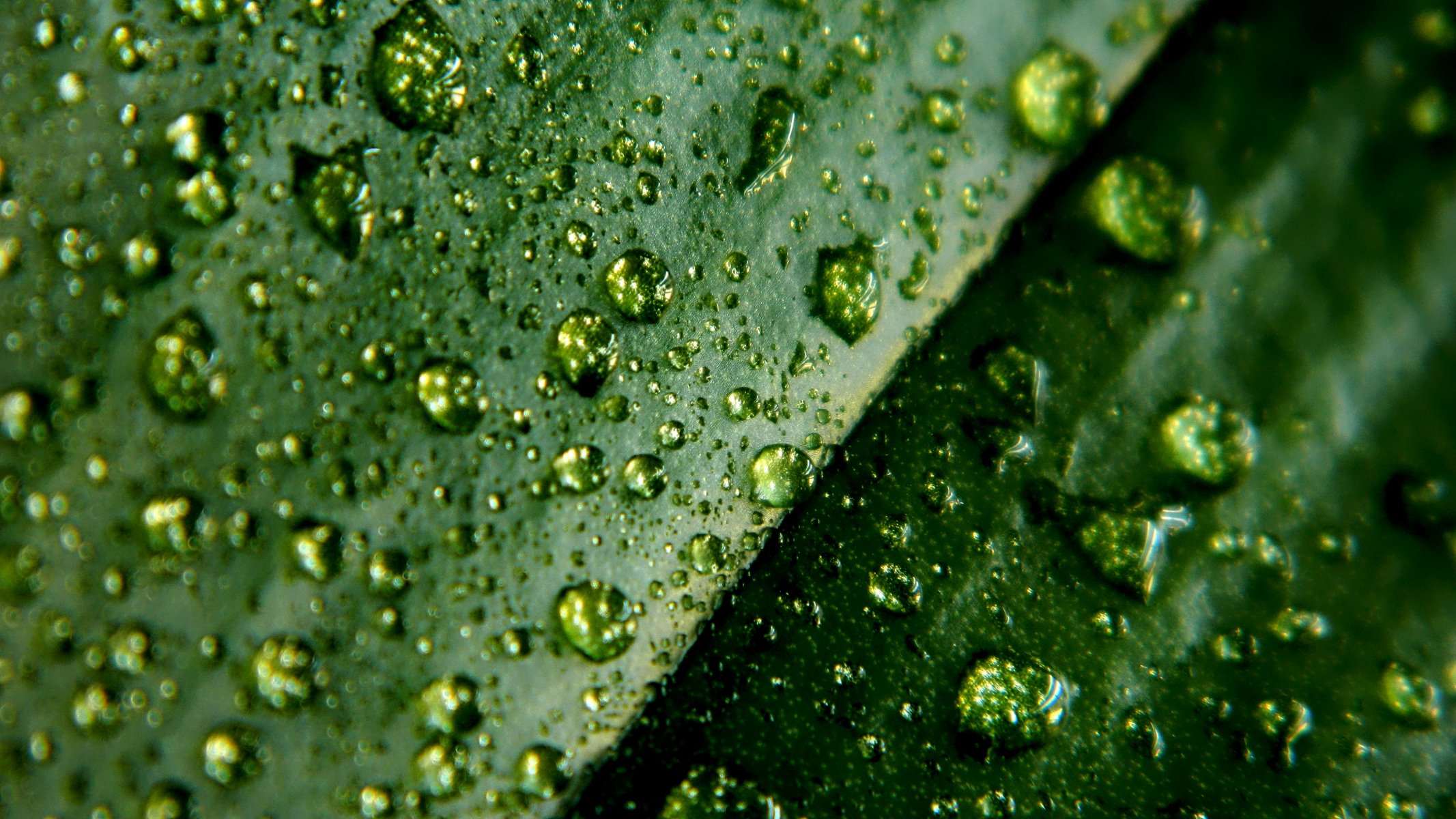 macro leaf water drops macro 4224x2376