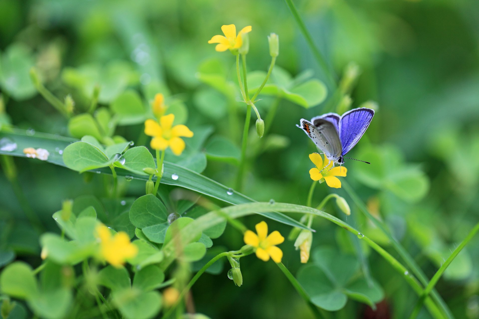 verdure plantes trèfle feuilles fleurs jaune papillon insecte gouttes rosée nature gros plan