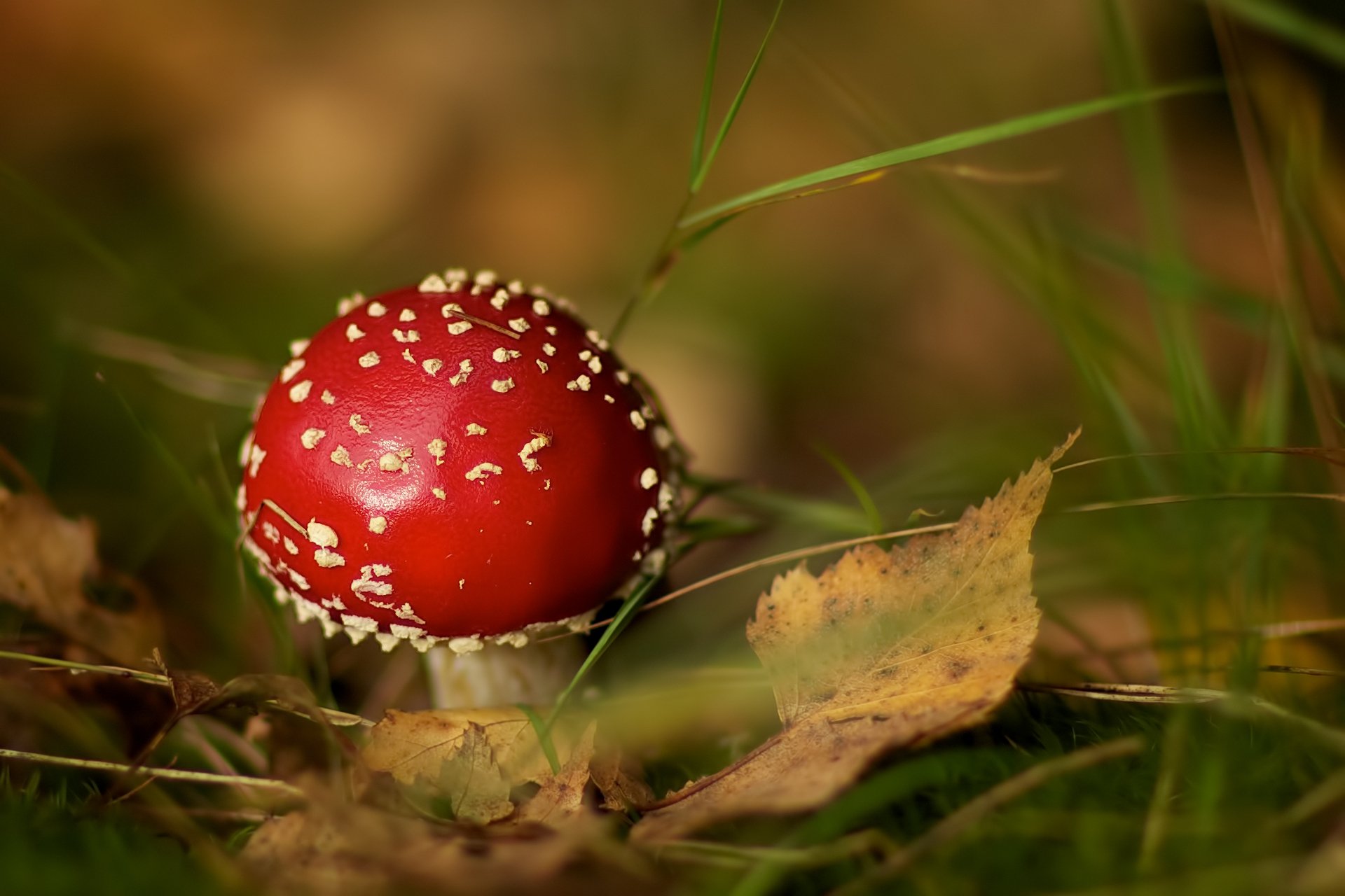 fungo amanita foglie erba autunno bokeh