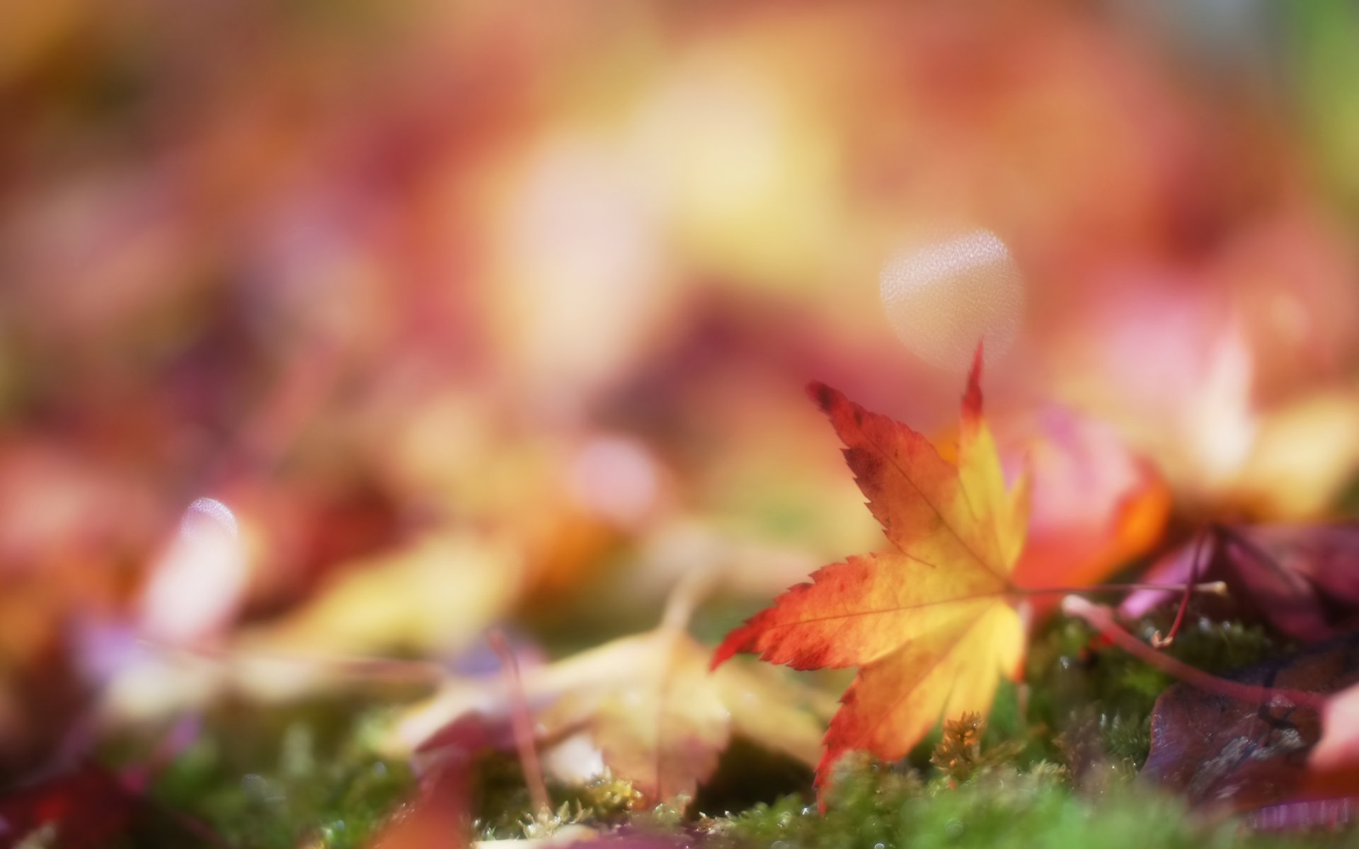 foglia foglie muschio autunno sfocatura bokeh