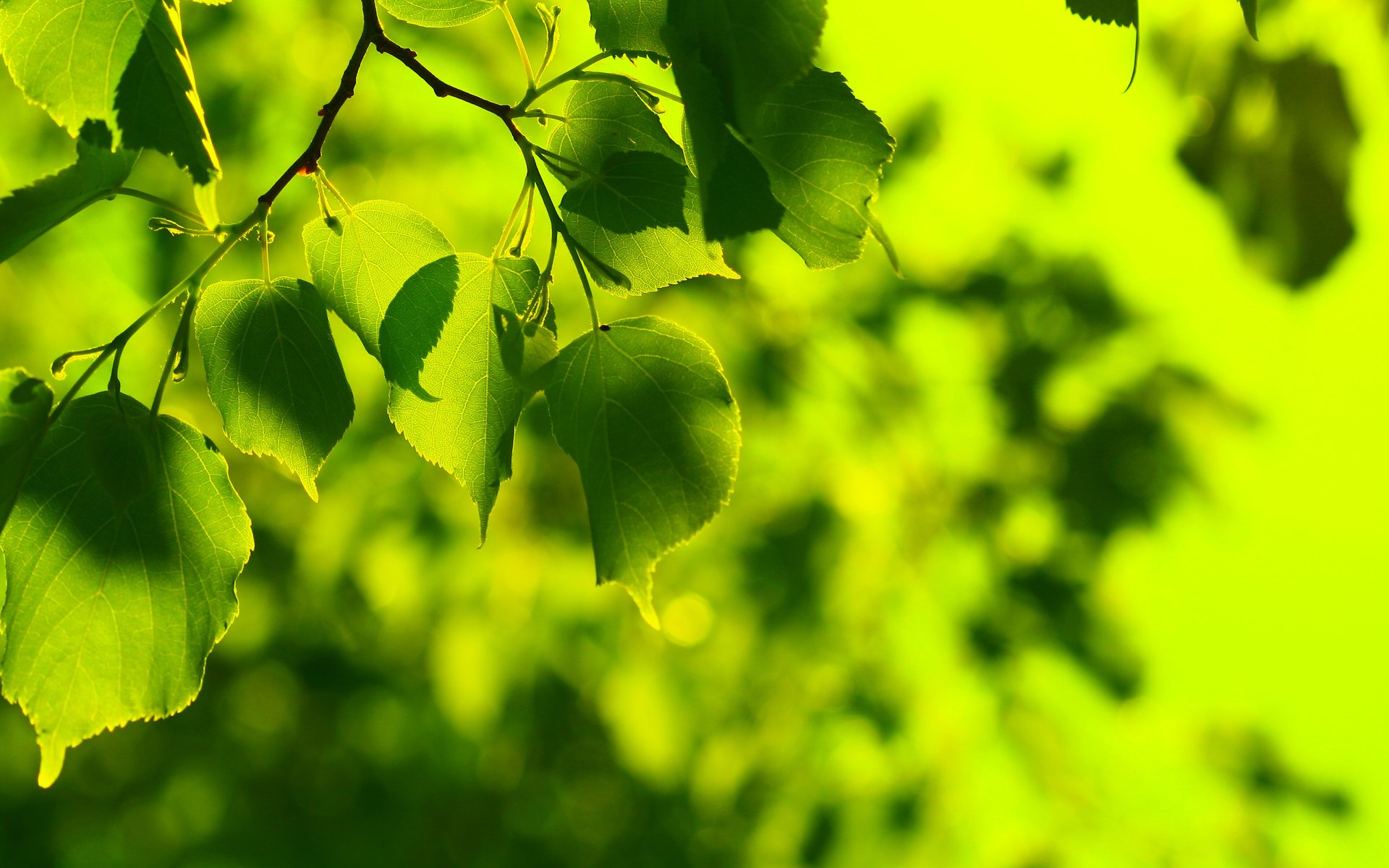 papier peint macro arbre printemps papier peint de printemps fraîcheur été papier peint d été verdure vert vert feuilles feuille dépliant dépliant feuilles papier peint de bureau feuilles papier peint papier peint de bureau vert macro papier peint de bureau papier peint de bureau