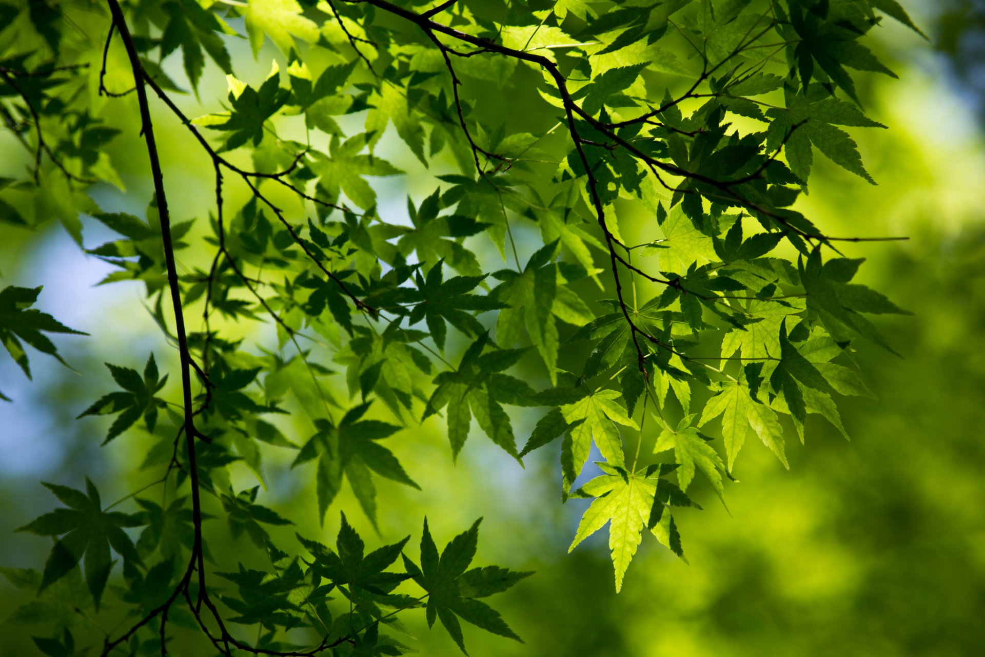 gros plan printemps branche feuillage vert