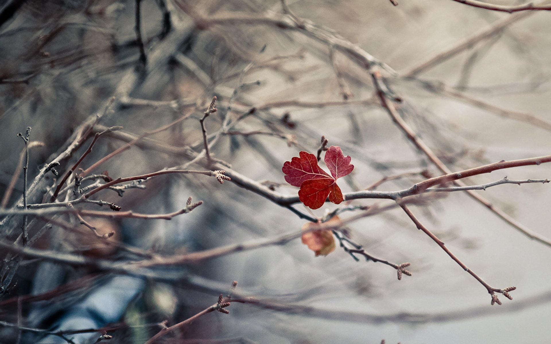 branches sheet autumn