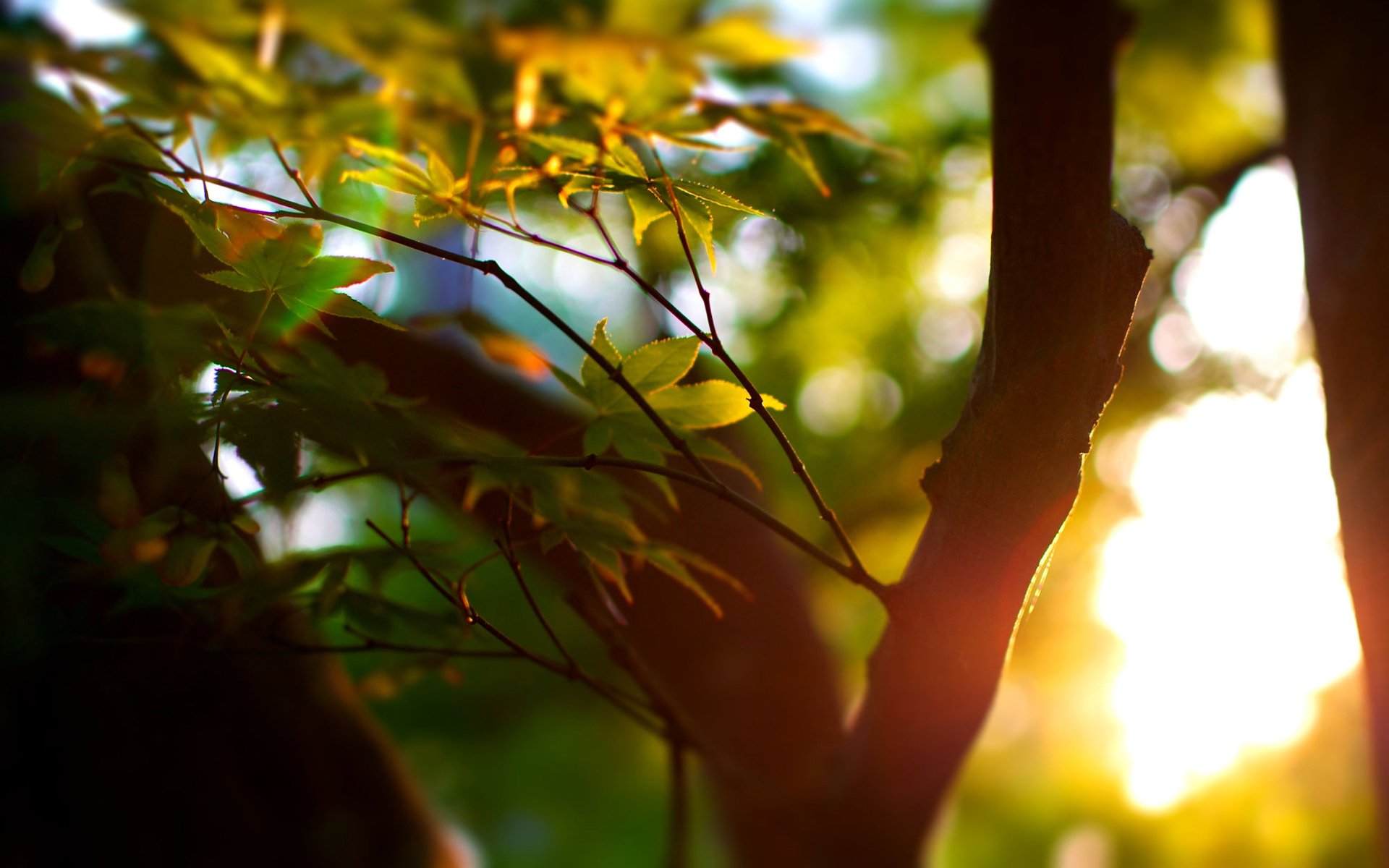 estate albero alberi macro bokeh messa a fuoco foglie foglioline foglie foglioline fogliame verde raggi sole luce umore corteccia tronco carta da parati widescreen carta da parati widescreen