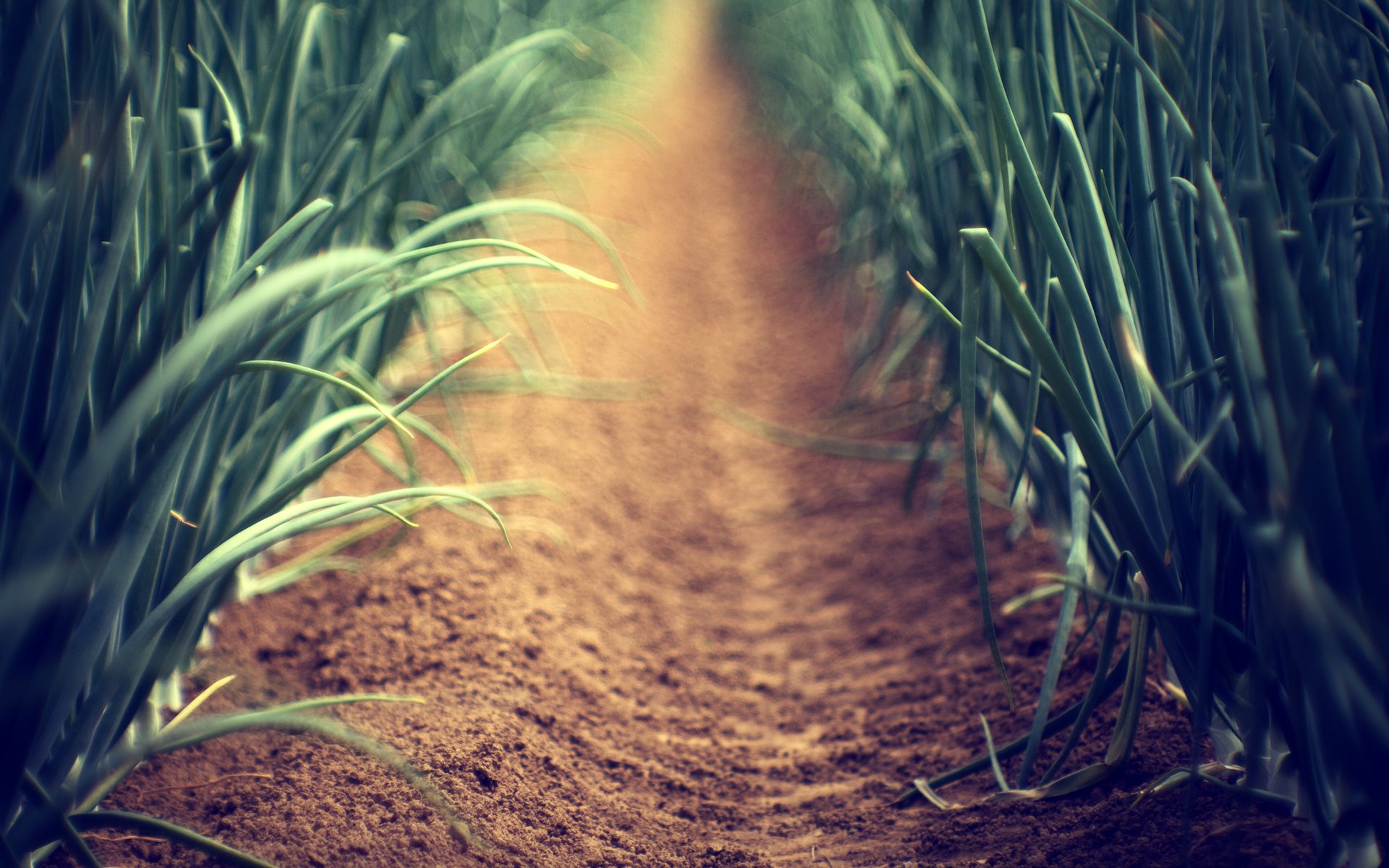 makro-tapete gehweg gemüsegarten gasse gassen pflanzen pflanze gras stamm stiele grün sand erde fokus unschärfe grünes gras tapeten breitbild breitbild-tapete breitbild-tapete