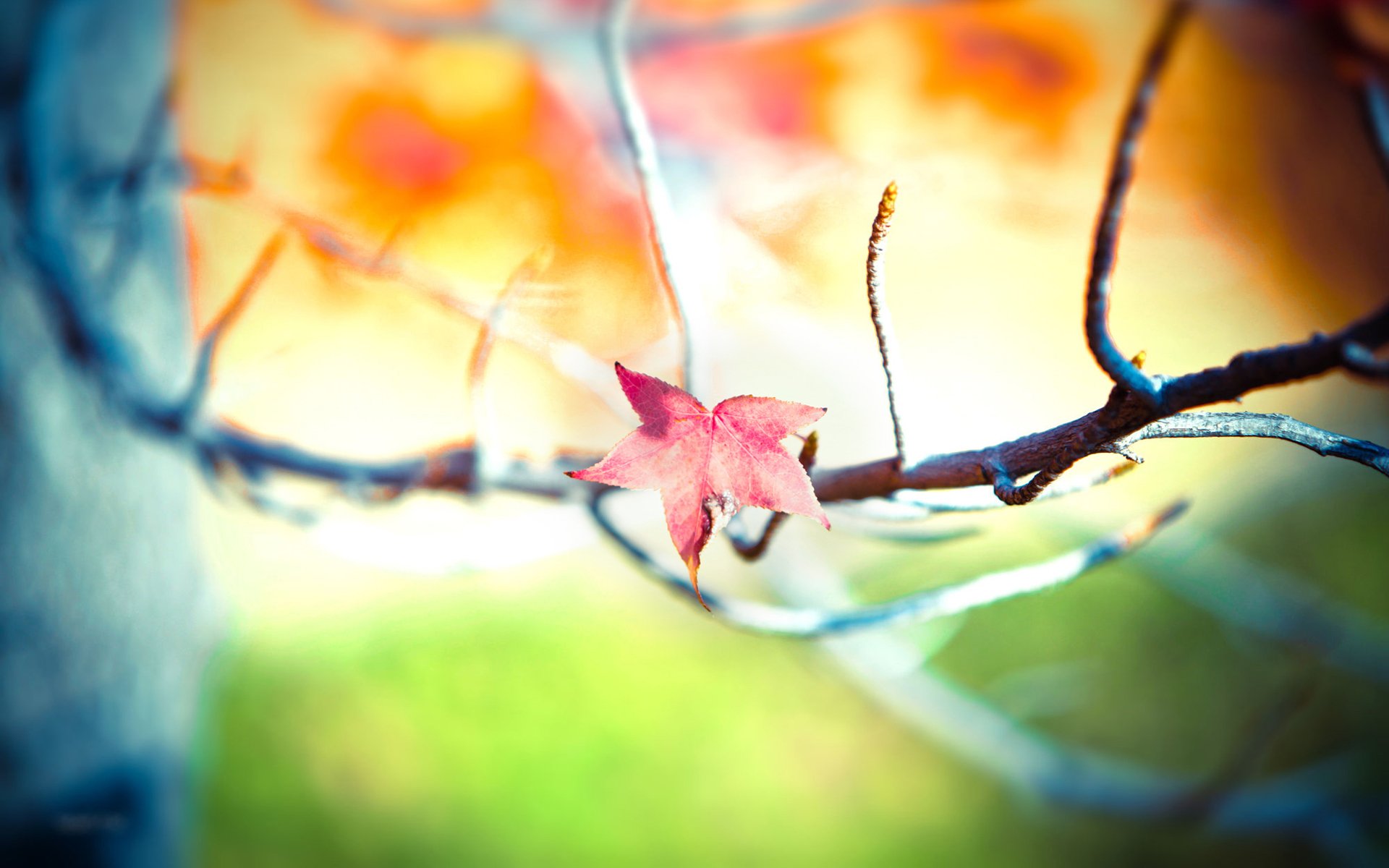 papier peint macro arbre arbres branche photo mise au point flou netteté branches feuille feuilles feuilles feuilles feuilles bokeh bokeh papier peint macro papier peint avec des feuilles papier peint avec des feuilles papier peint grand écran papier peint grand écran décalé et incliné rados