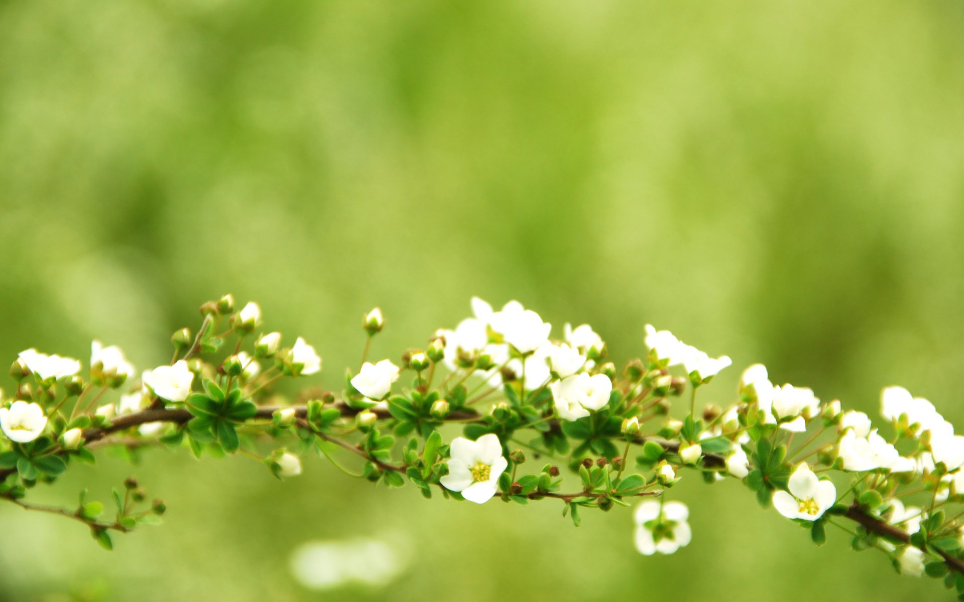 zweig zweig zweige zweige blumen blume blumen blüte baum grün fokus grün hintergrundbilder hintergrundbilder beste hintergrundbilder bildschirmschoner widescreen wallpaper widescreen wallpaper breitbild-tapete breitbild-tapete großbild-tapete großbild-tapete großbild-tapete großbild-tapete großbild-tapete großbild-tapete großbild-tapete großbild-tapete großbild-tapete großbild-tapete großbild-tapete hintergrund hintergrund hintergrund hintergrund hintergrund hintergrund hintergrund hintergrund hintergrund hintergrund hintergrund hintergrund hintergrund hintergrund hintergrund hintergrund hintergrund hintergrund hintergrund 