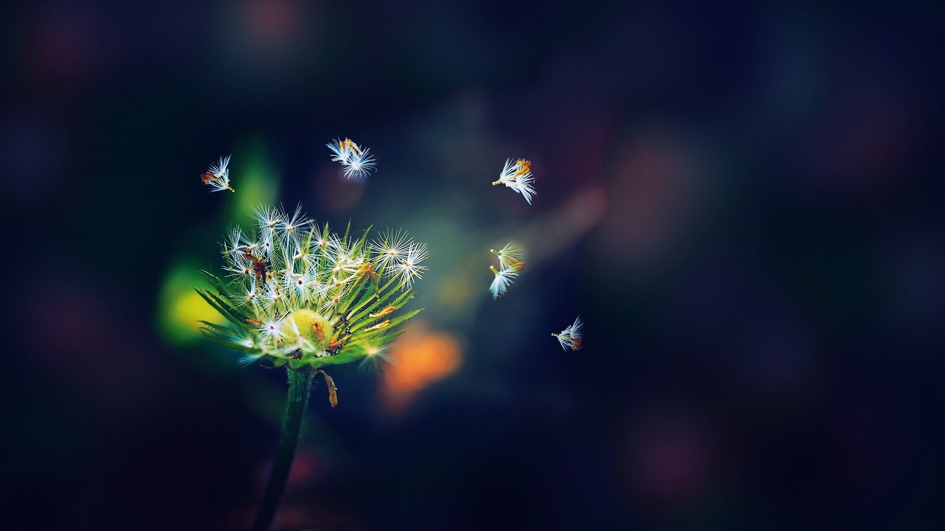 background flower dandelion seeds flowers green white dark blue