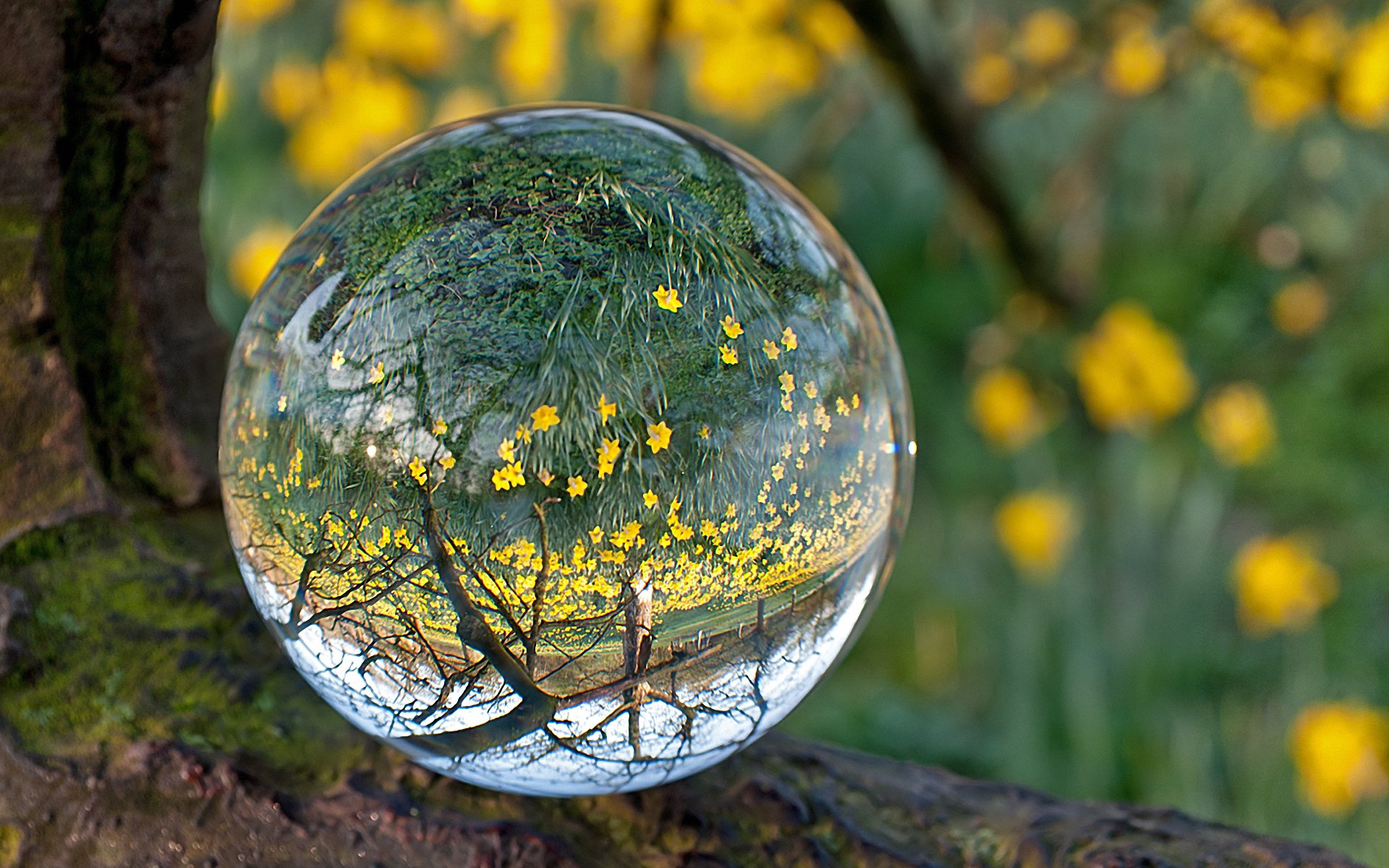 background forest flower moss water drop a lens ball sphere reflection transparent