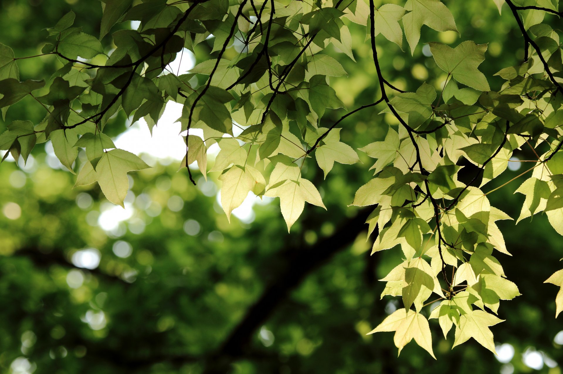 zweige zweige blätter grüns bokeh