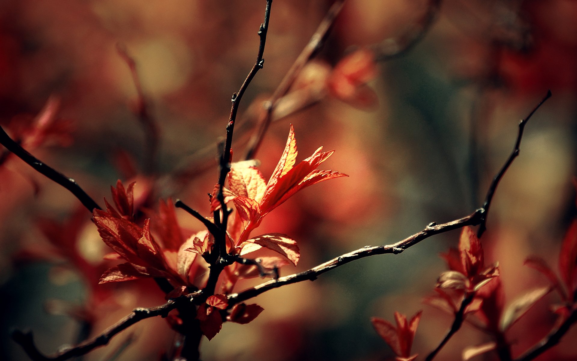 makro zweige laub frühling