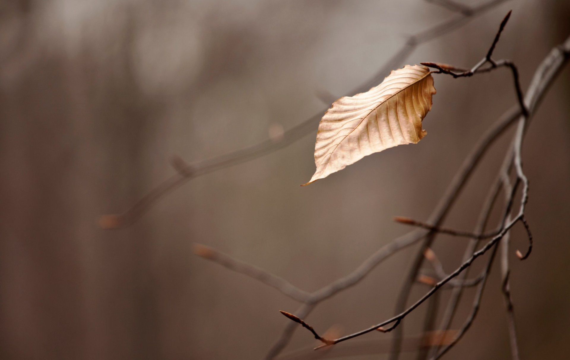 automne branche branche feuille macro papier peint