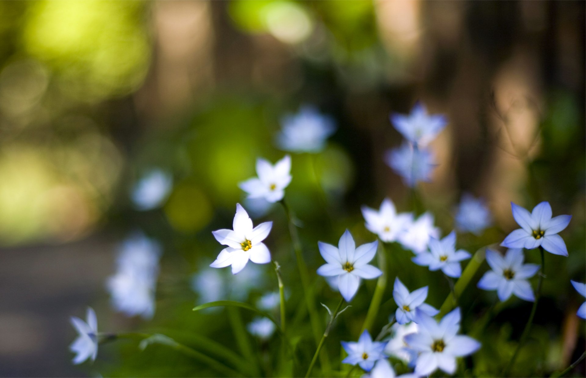 blumen blau blütenblätter makro unschärfe