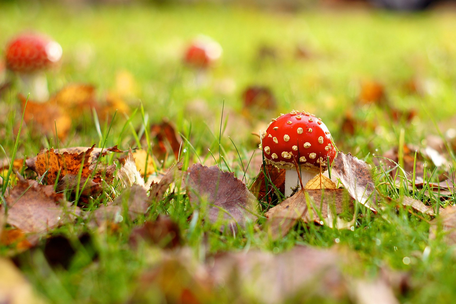 close up mushroom amanita autumn grass foliage