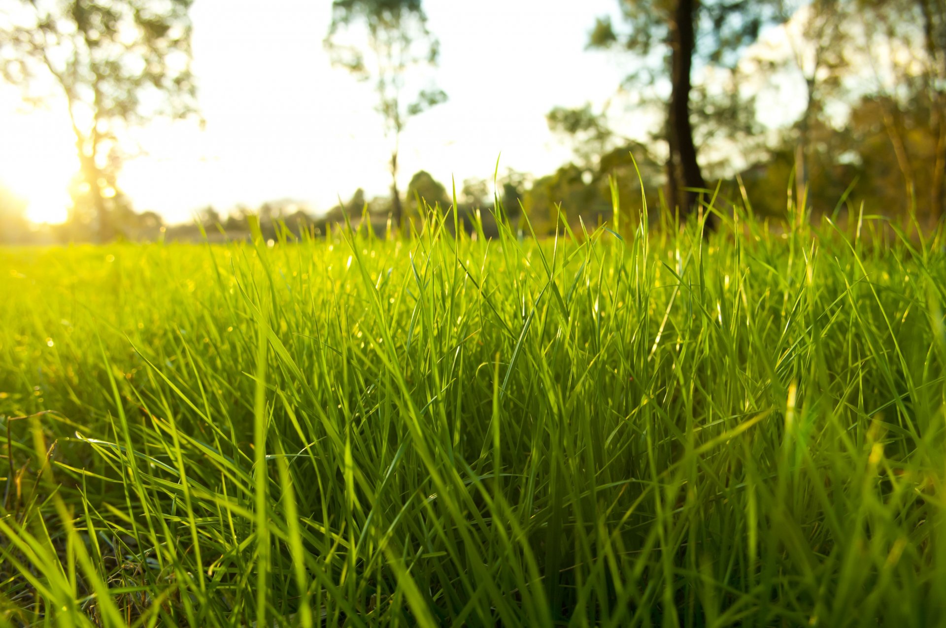 natura trawa mróz żywy środowisko świeży ogród kolor zielony makro sezon wiejski gęsty kropelki rosa kolory makro