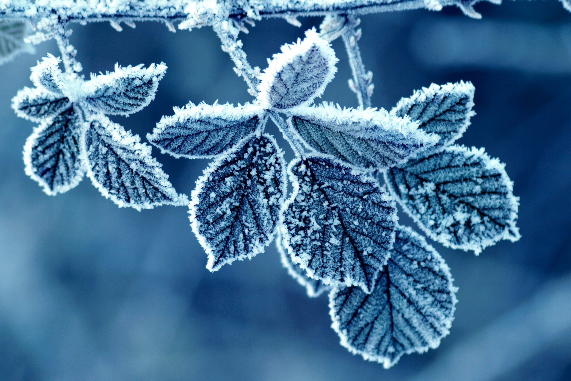 blätter rose frost frost muster winter morgen