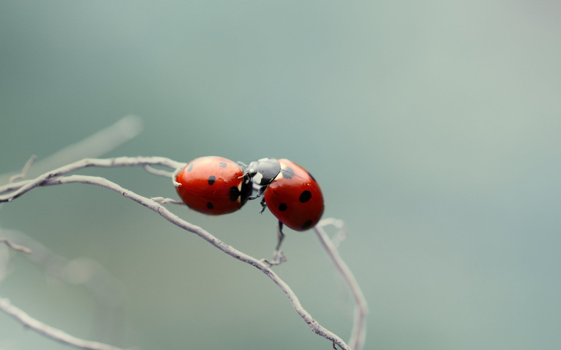 coccinelles coccinelles branche gros plan