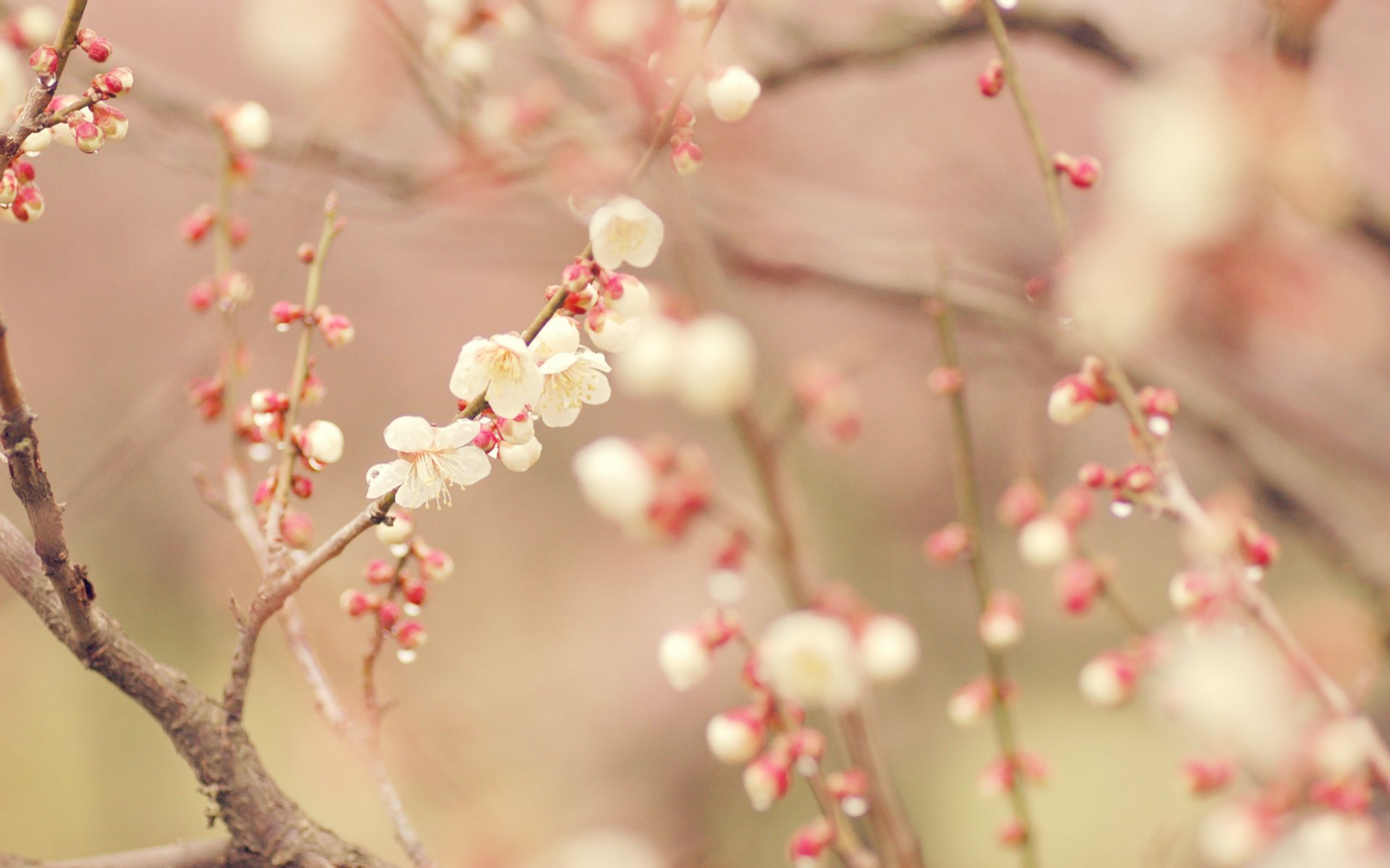 printemps arbre floraison