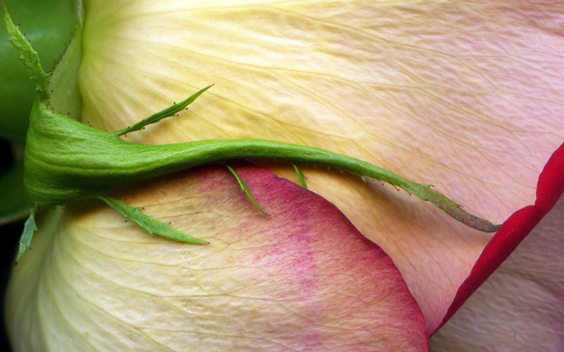 rosa bocciolo macro