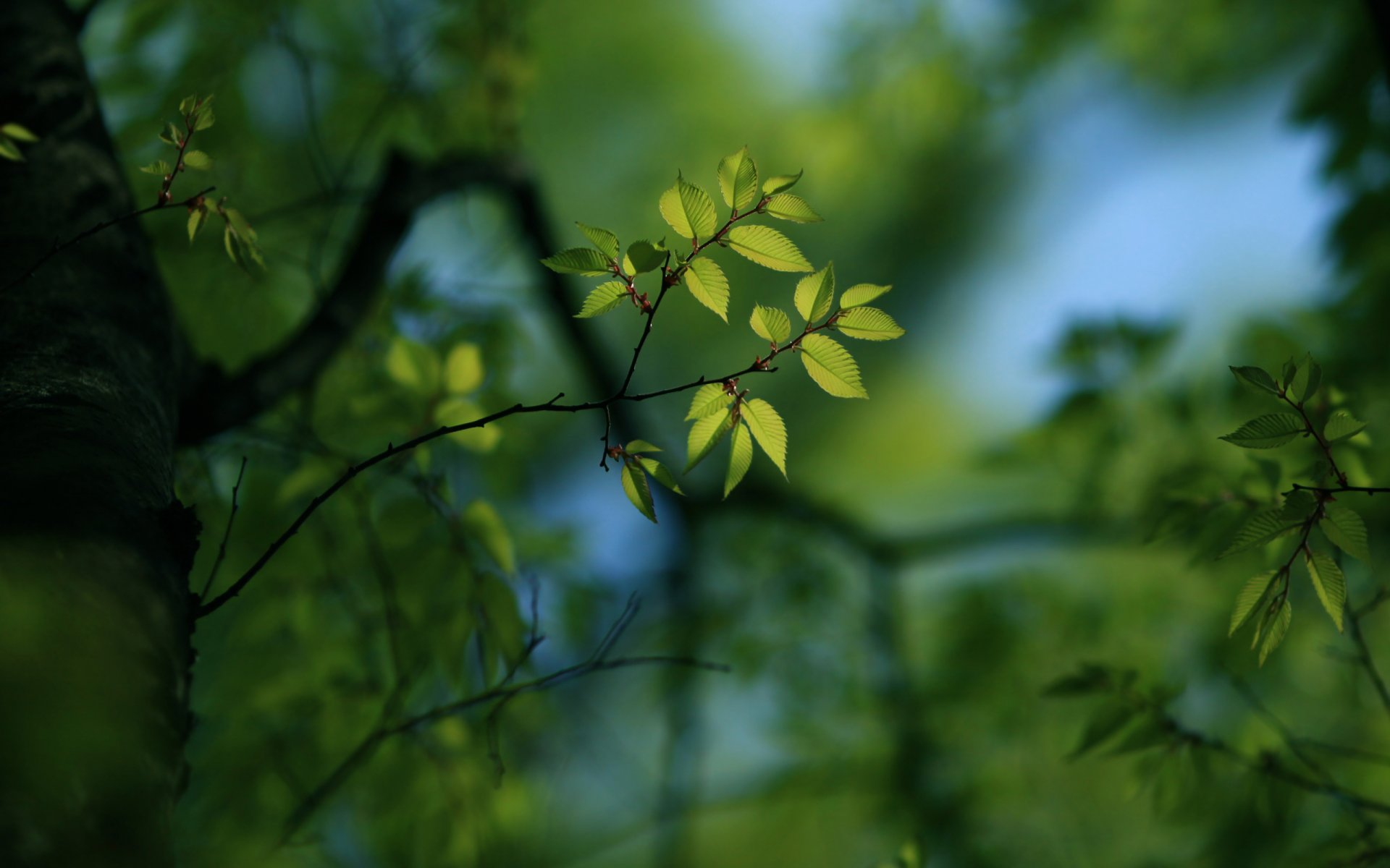 branches branches bokeh flou mise au point bokeh papier peint papier peint vert feuilles papier peint feuille papier peint papier peint de bureau papier peint de bureau meilleur fond d écran économiseurs d écran fonds d écran widescreen fonds d écran widescreen widescreen