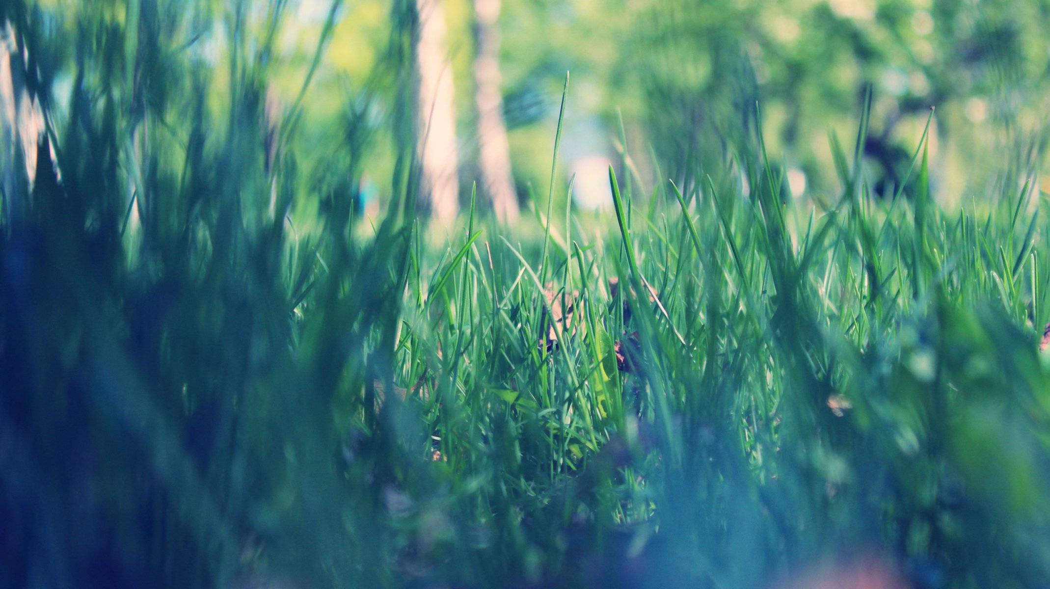 gros plan herbe vert matin parc printemps