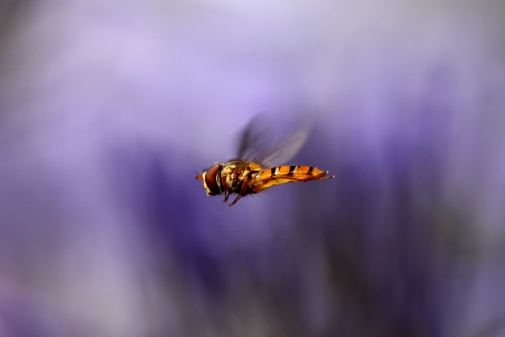 insetto ali volo macro sfocatura lilla sfondo