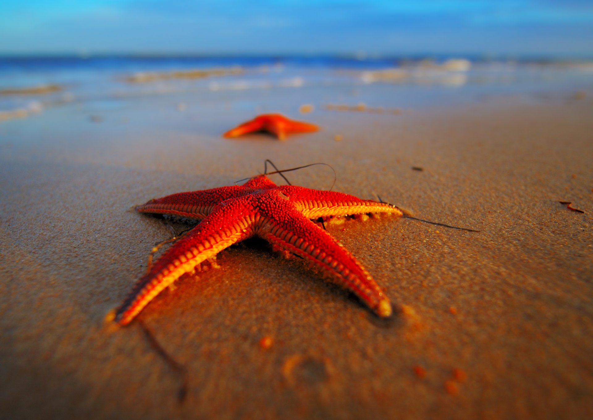 gros plan rouge étoiles mer plage