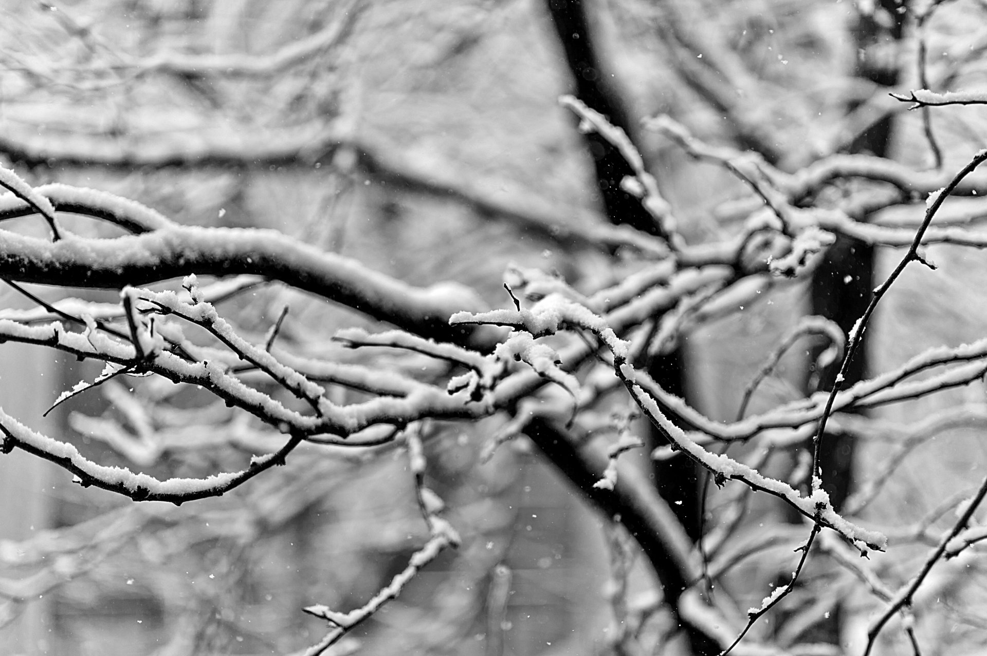 close up branches snow winter b / w photo