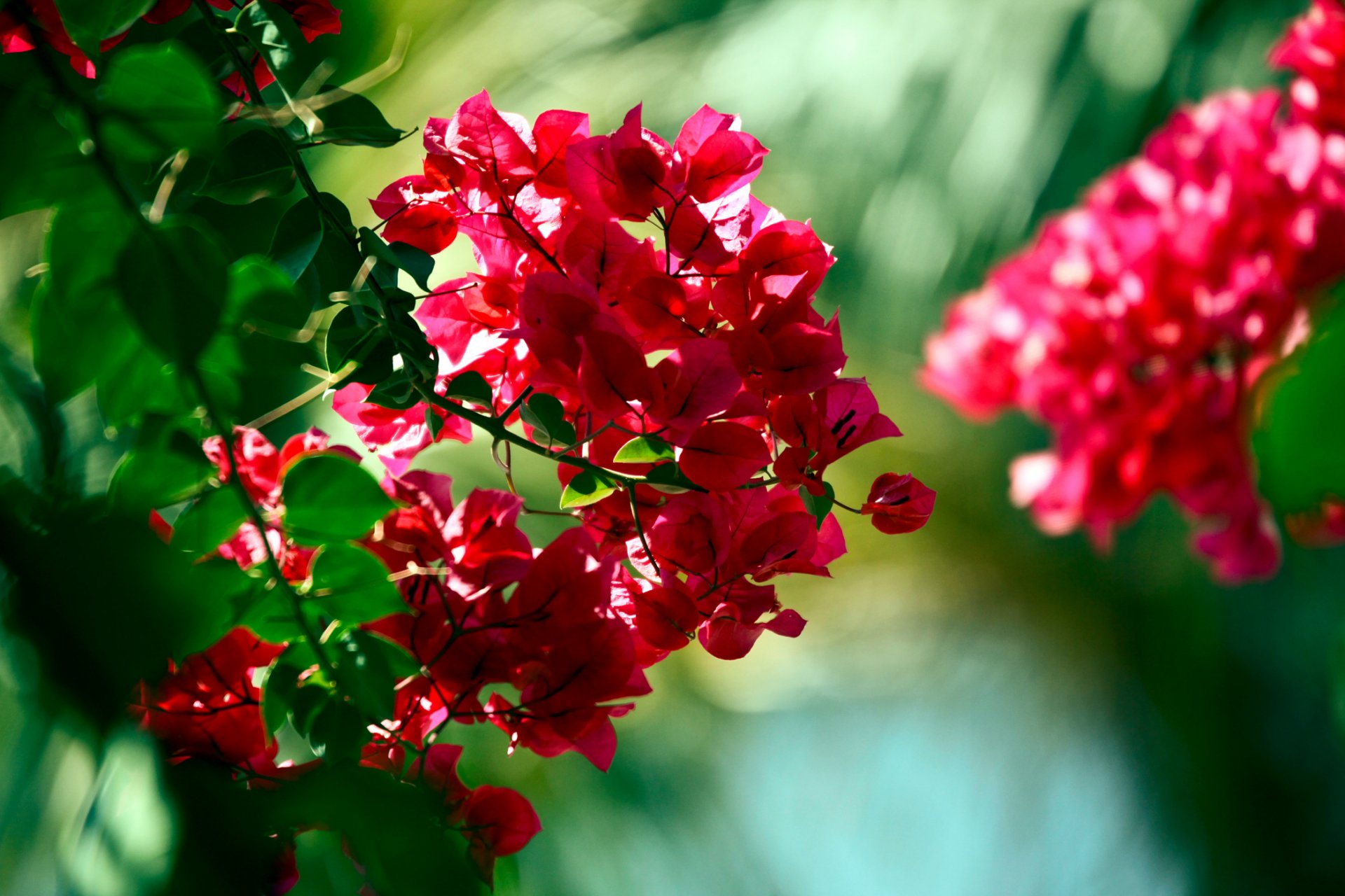 bougainville branche rouge vert fleurs gros plan bokeh bokeh fond d écran