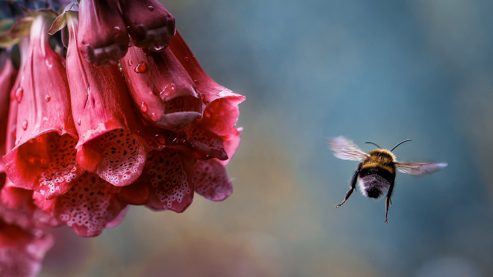 macro flor abejorro insecto vuelo gotas rocío