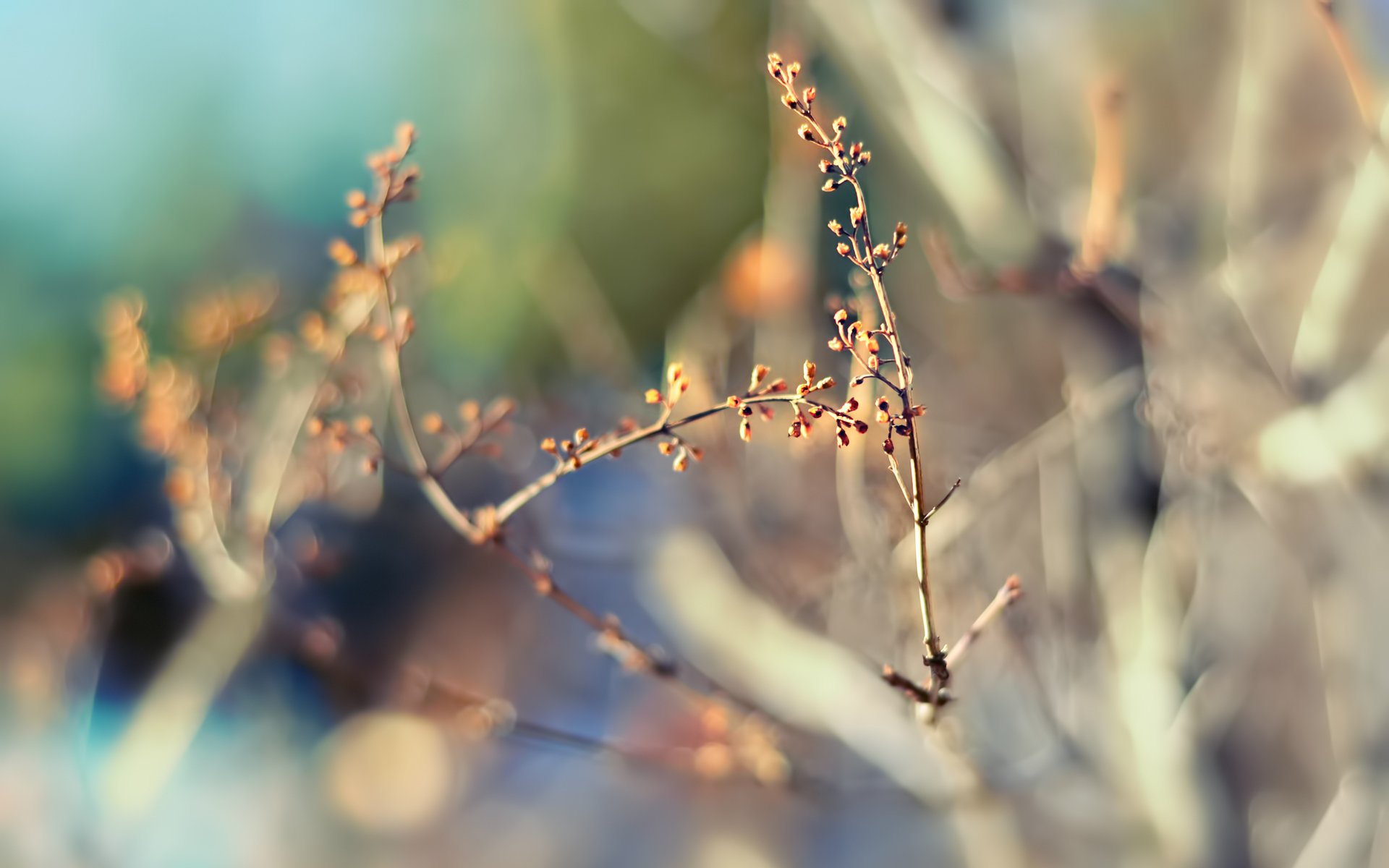 branches nature spring focus blur bokeh