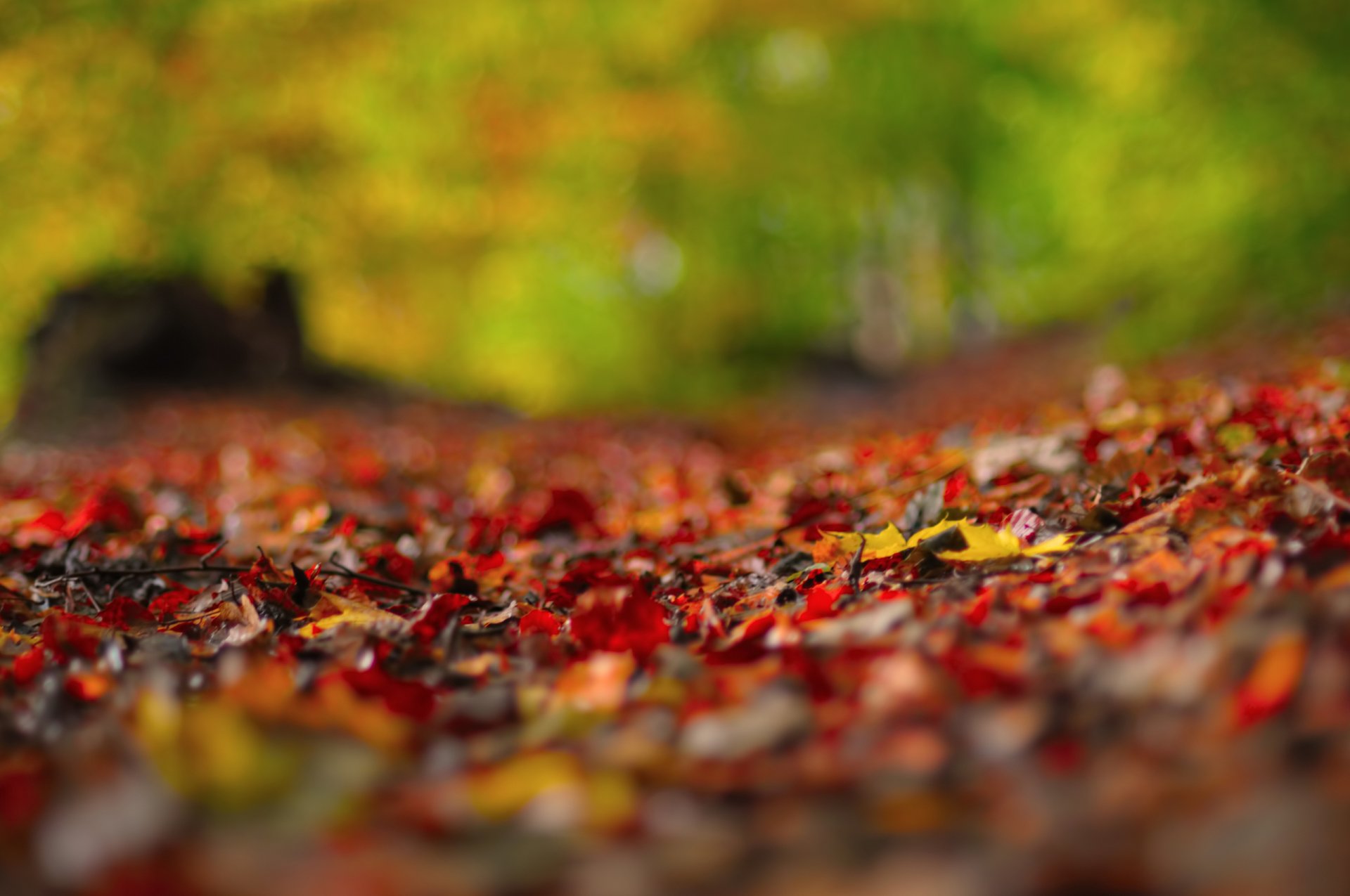 macro follaje reflejos otoño romero