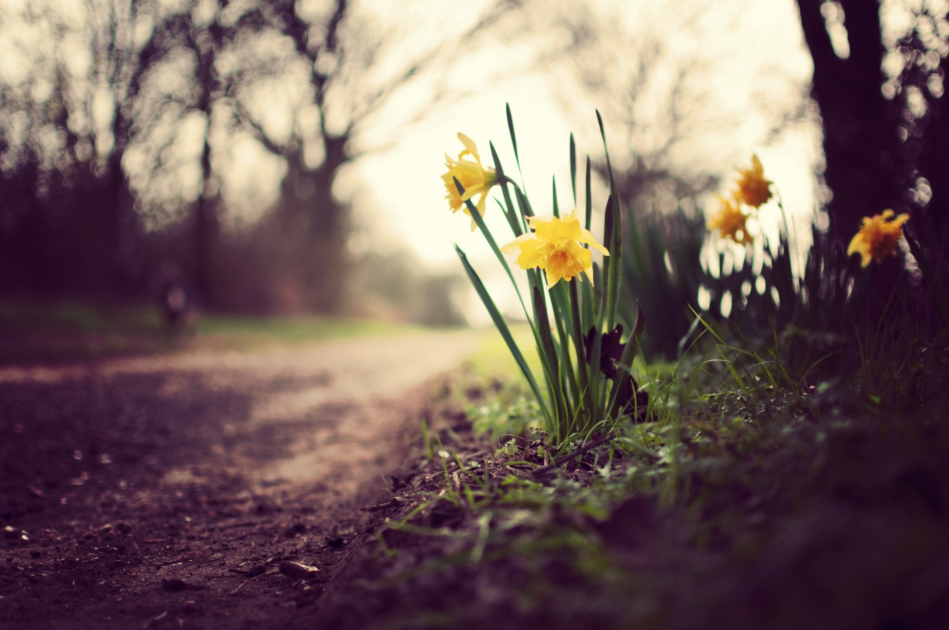 narcisos flores hierba plantas vegetación hojas tierra camino camino árboles ramas cielo desenfoque naturaleza primavera macro