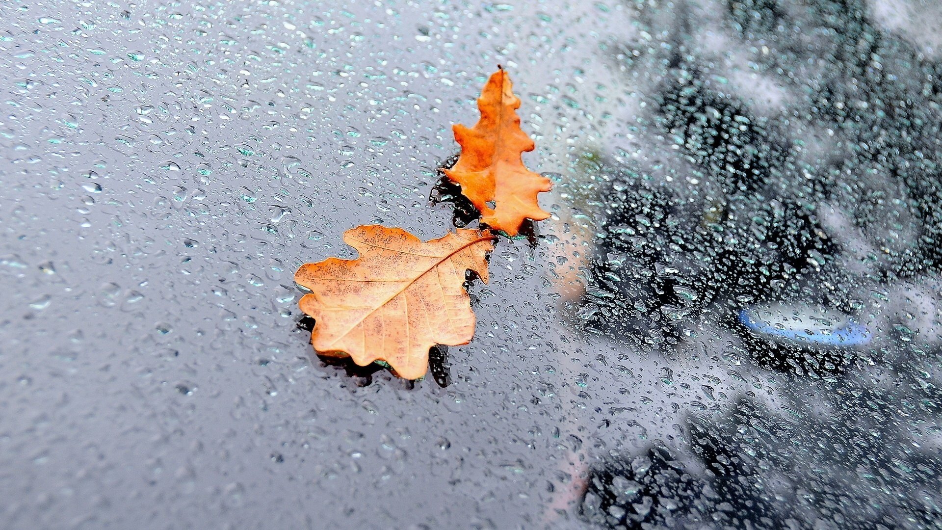 glass drops water rain leaves autumn