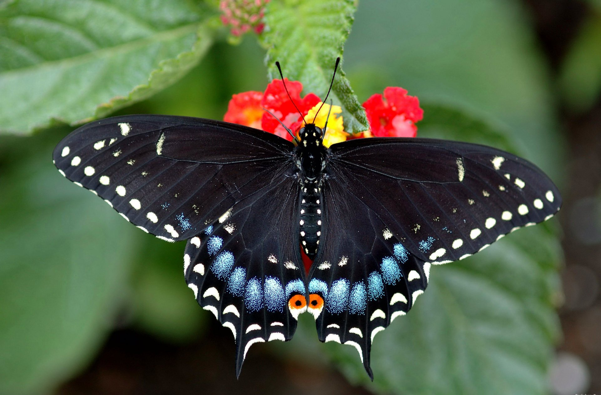 mariposa brillante hermoso swallowtail sentado en la flor rosewood