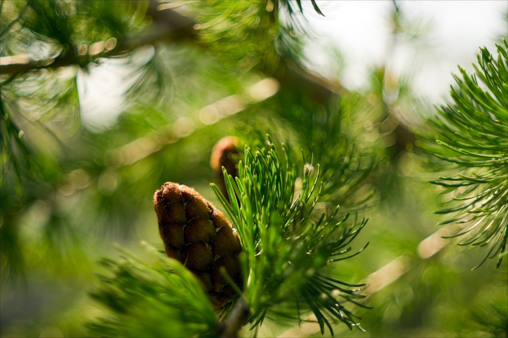 nature spruce close up branch bump bokeh