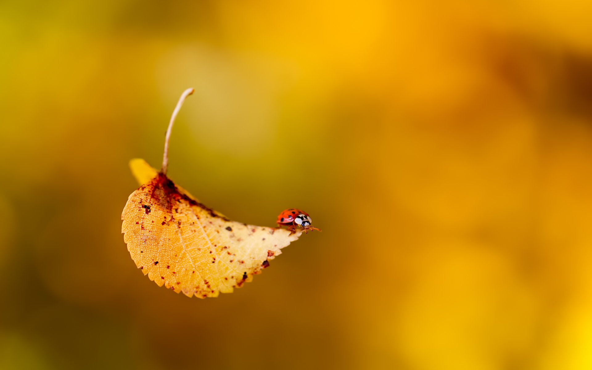 ladybug beetle insect leaf fall autumn