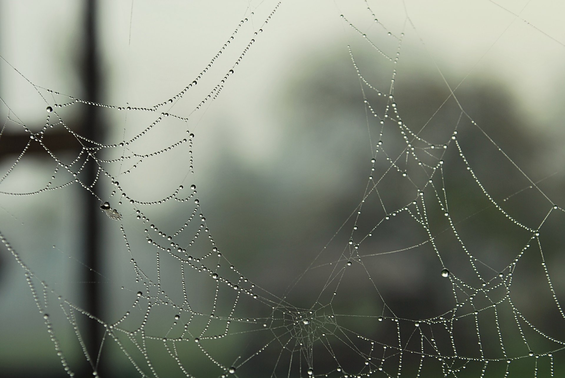 spinnennetz spinnennetz tau tropfen makro löcher löcher zerreißen