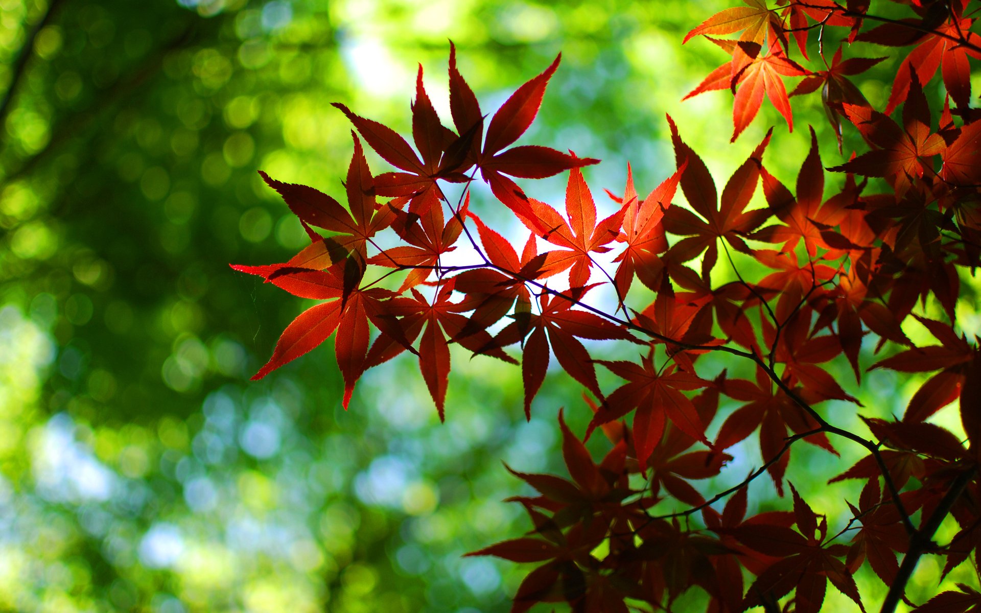 fondo de pantalla macro naturaleza rojo verde bokeh fondo de pantalla hojas de papel tapiz hoja de papel tapiz fondo de pantalla de otoño otoño fondo de pantalla fondo de pantalla mejor fondo de pantalla fondos de pantalla fondos de pantalla