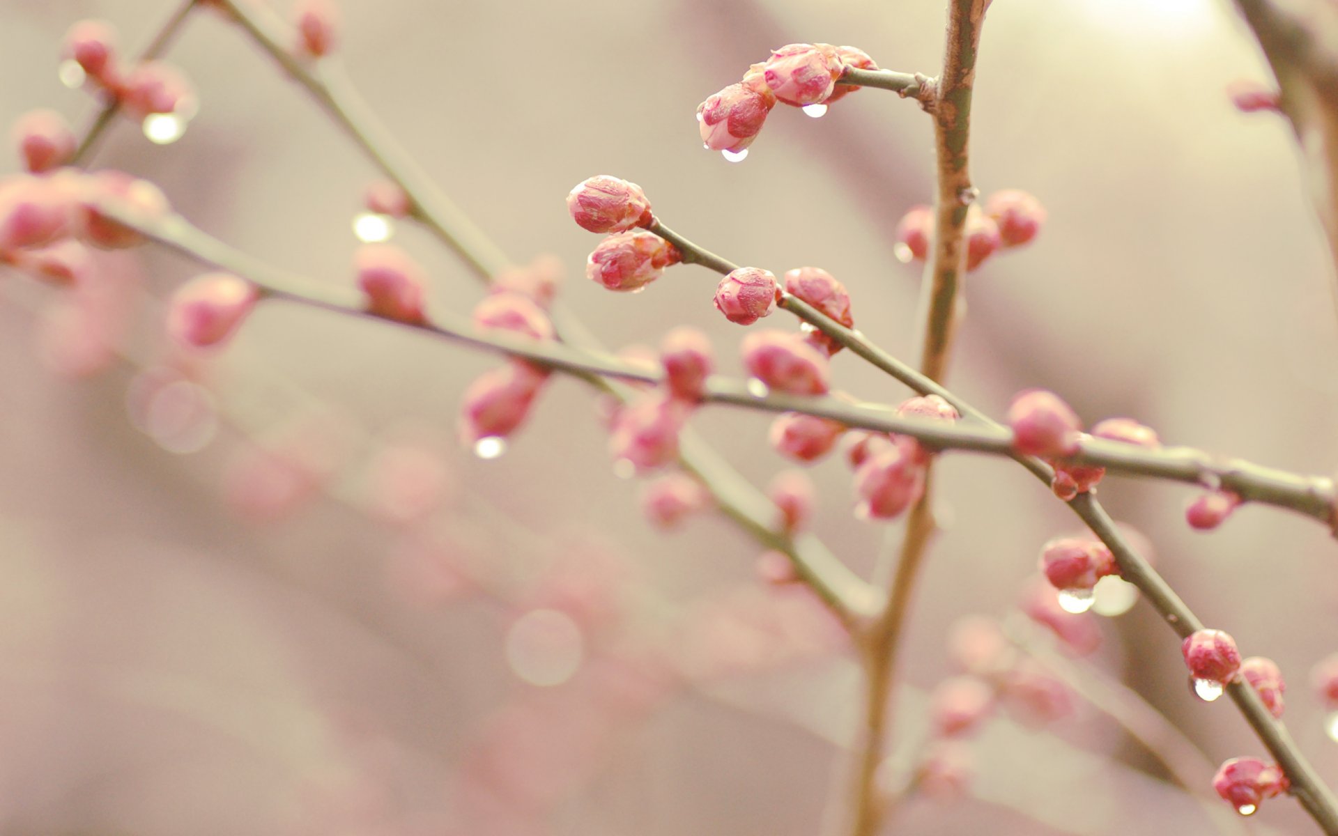 bokeh boccioli primavera