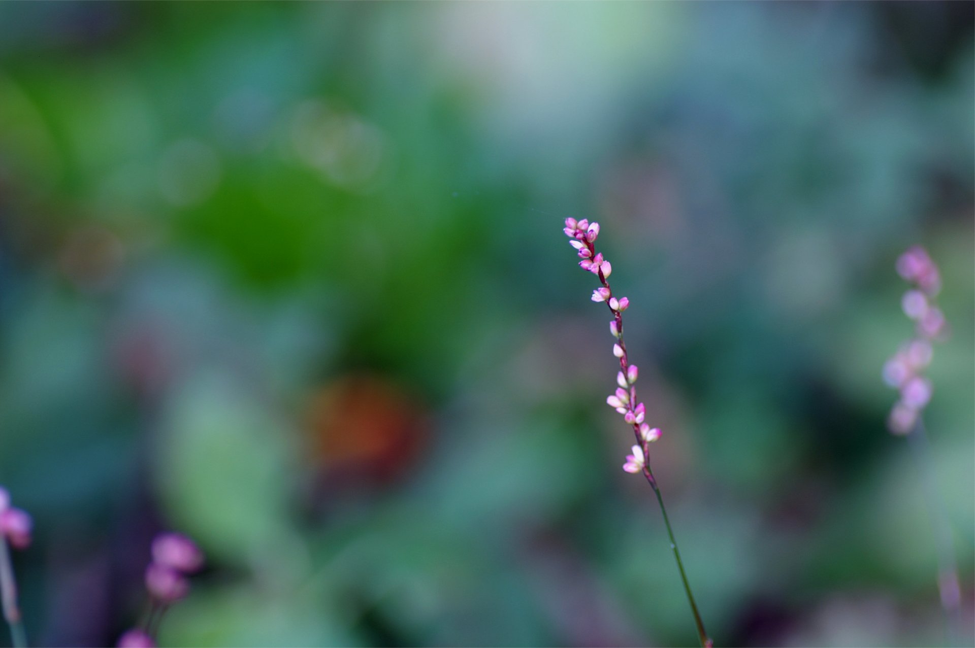 ramita rosa brotes flores macro desenfoque