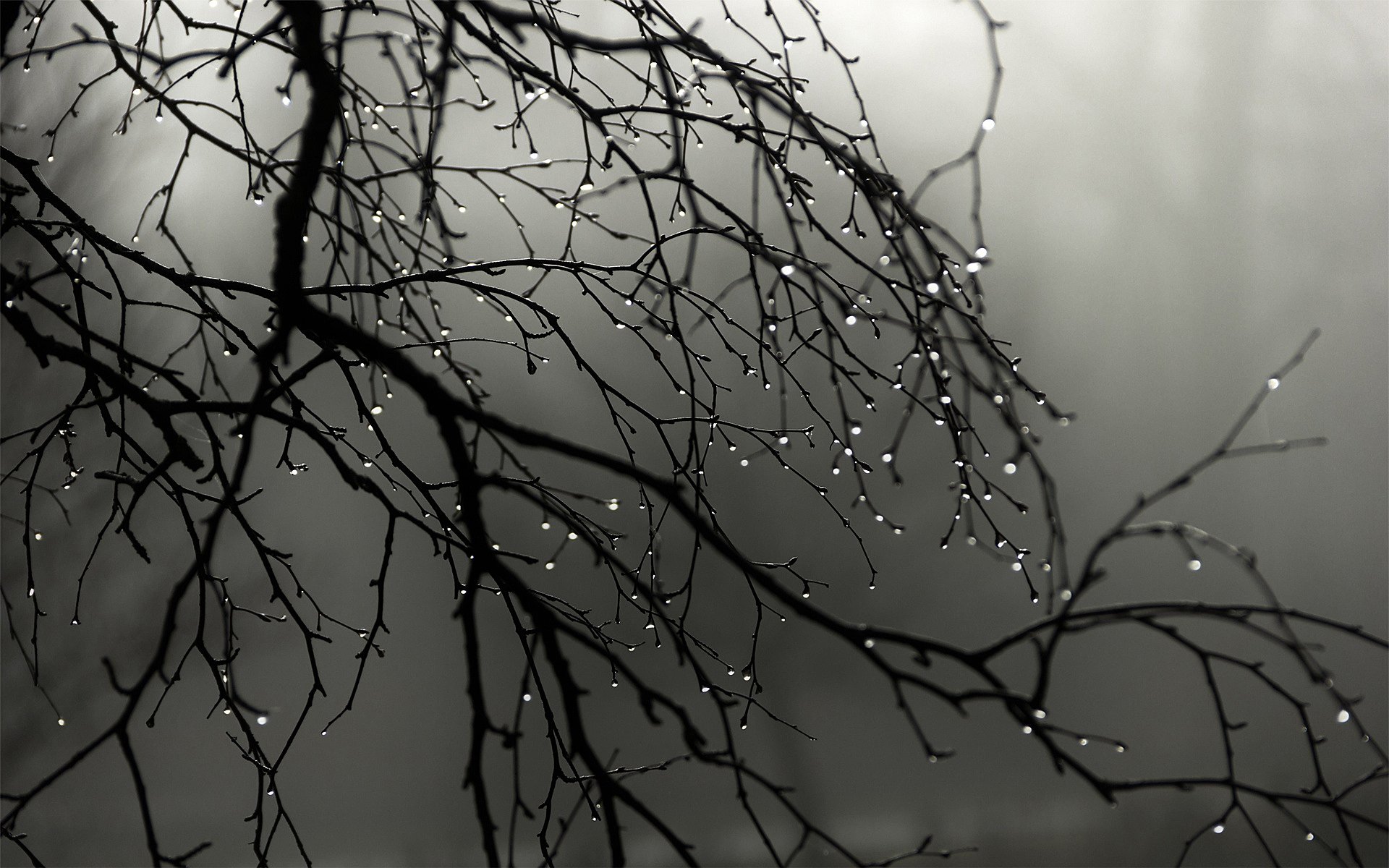 regen tropfen zweige nebel