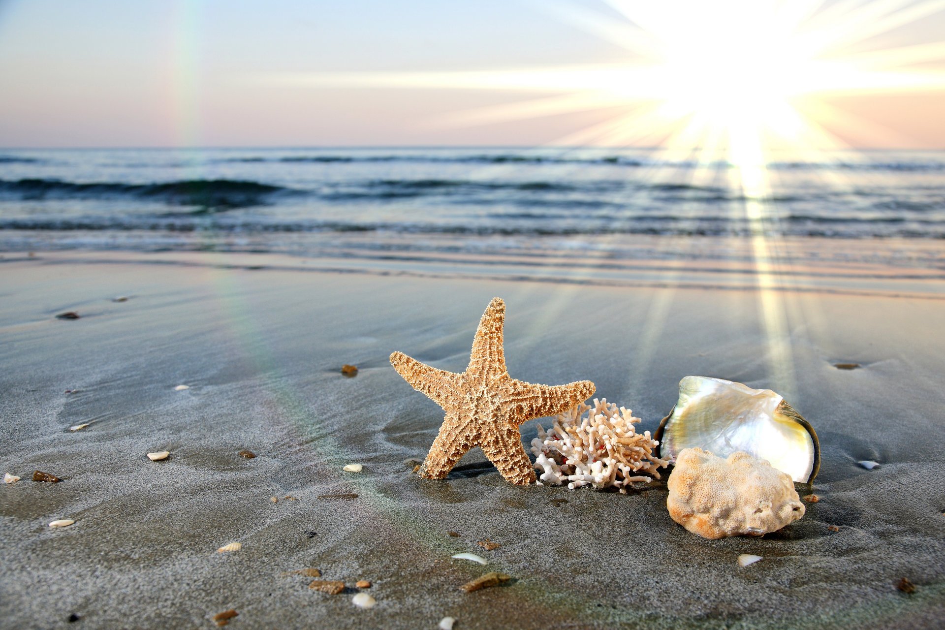 conchiglie stelle marine mare oceano onde acqua sabbia spiaggia costa surf cielo nuvole orizzonte