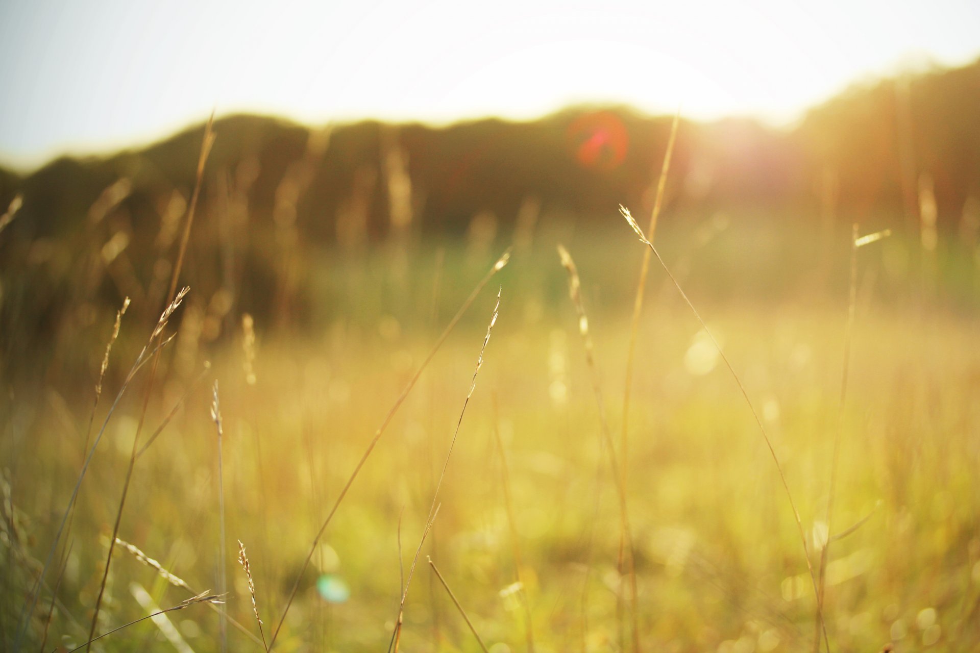 gras grashalme ährchen pflanzen feld sommer sonne licht farbe warm natur makro