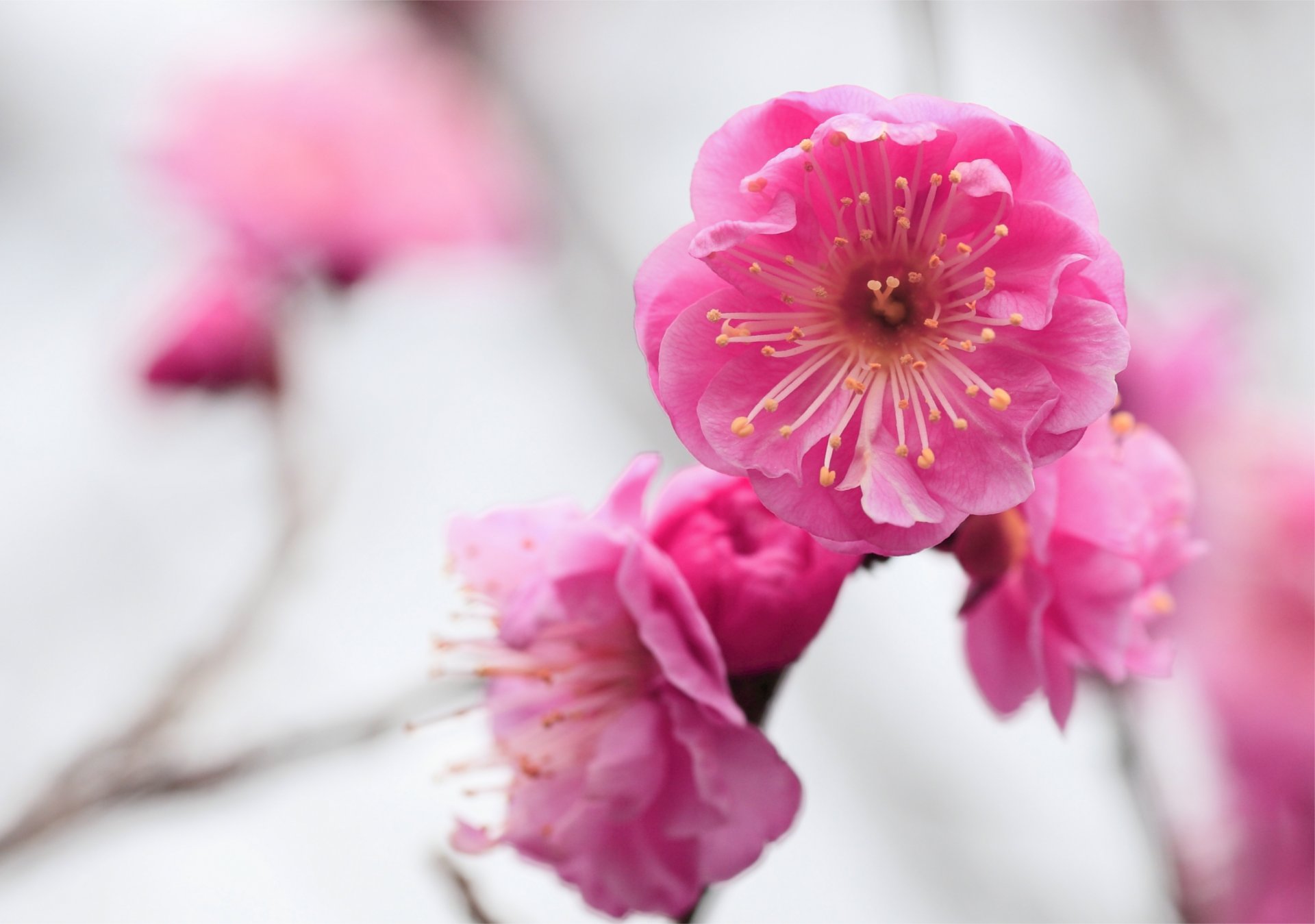 aprikose blumen rosa blüte zweig makro unschärfe fokus