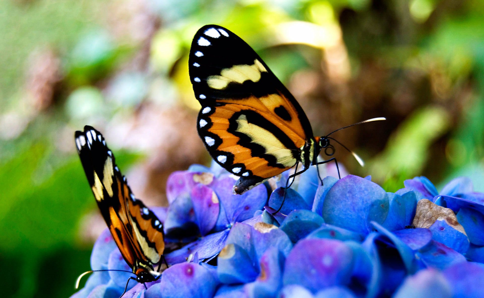 schmetterlinge schön sitzen auf blumen